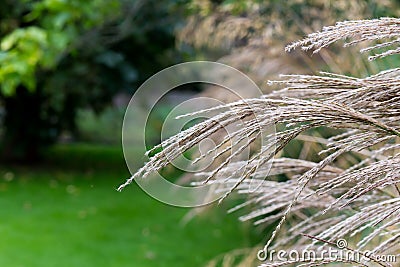 Ornamental garden grasses decorative light brown grass Stock Photo