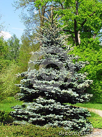 Ornamental garden with silver spruce Picea pungens, nice garden still life Stock Photo