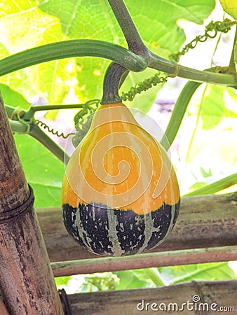 Ornamental gourd (Pumpkin) Stock Photo