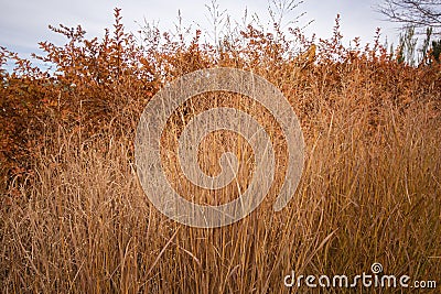 Ornamental Grass Against the Sky Stock Photo