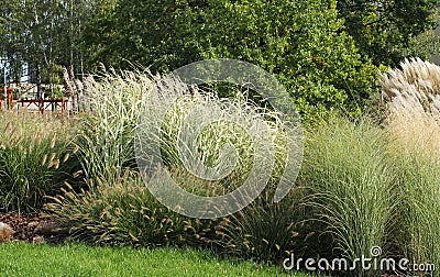 Ornamental grass Stock Photo