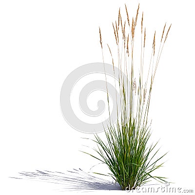Ornamental grass isolated on white background Stock Photo