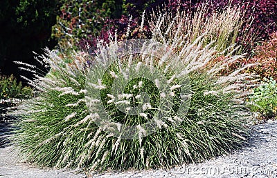 Ornamental grass Stock Photo