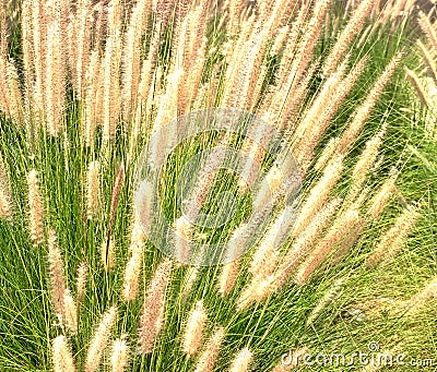 Ornamental grass miscantuthus with a fluffy delicate light look, often used for landscaping city parks and squares Stock Photo