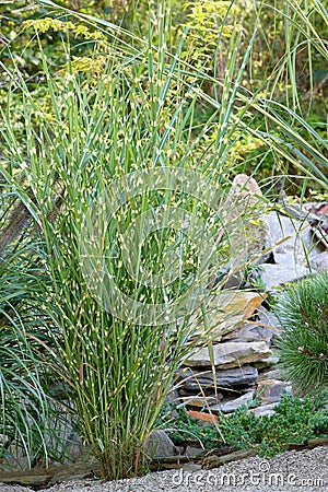 Ornamental grasses Stock Photo