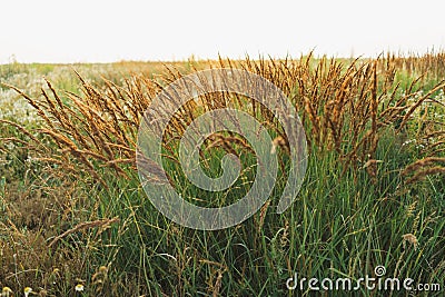 Ornamental grasses. Beautiful Karl Foerster Feather Reed Grass. Stock Photo