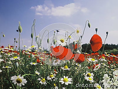 Ornamental green nature Stock Photo