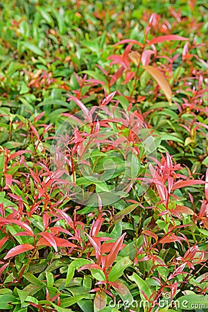 Ornamental green shrubs with young red leaves Stock Photo