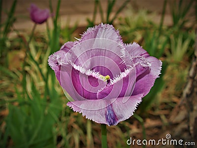 Iris Blooming at Albuquerque BioPark Botanic Garden Stock Photo