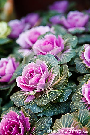 Ornamental kale Stock Photo