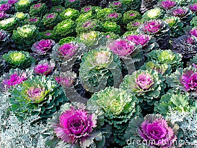 Ornamental Kale Stock Photo