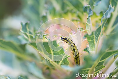 Ornamental kale head damaged by larva of Cabbage White butterfly Pieris rapae. Stock Photo