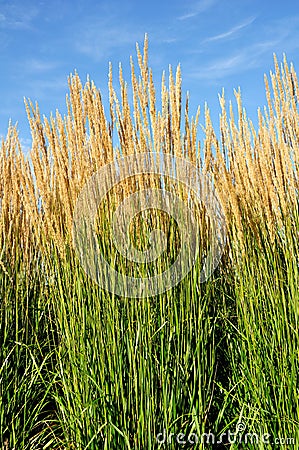 Ornamental Karl Foerster Feather Reed Grass Stock Photo