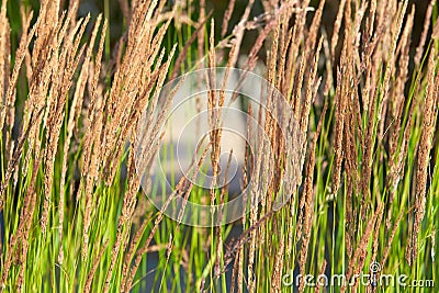 Ornamental Karl Foerster Feather Reed Grass Calamagrostis acutiflora Stock Photo