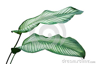 Ornamental Leaves of Pin Stripe Calathea Plant Isolated on White Background Stock Photo