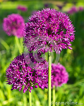 Ornamental onion, allium Stock Photo