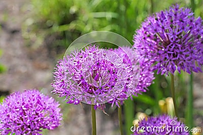 Ornamental onion Allium, purple flower balls Stock Photo