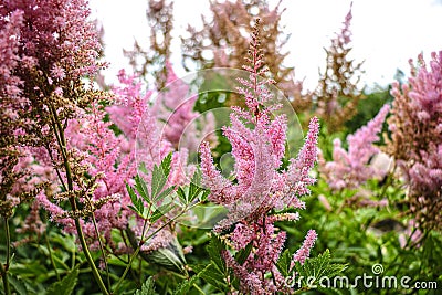 Ornamental panicles of pink flowers of Astilbe Stock Photo