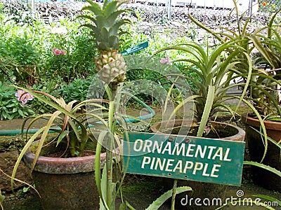 Ornamental pineapple Stock Photo