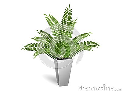 Ornamental plant. Fern in a pot. Stock Photo