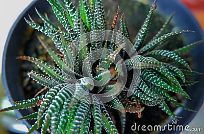 Ornamental Plant Haworthia Attenuata With Pointed And Patterned Leaves Stock Photo