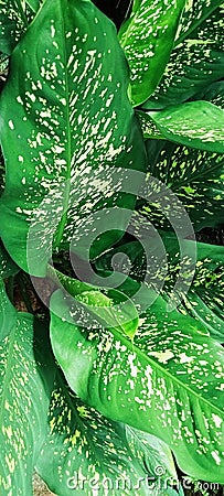 An ornamental plant with the Latin name Dieffenbachia or in Indonesian Sri Rejeki Stock Photo