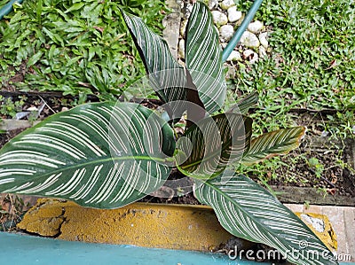 ornamental plant with long, spiky leaves Stock Photo