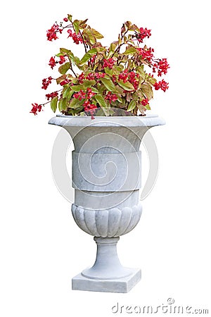 Ornamental plant with red flowers on a italian classical marble vase - image on white background for easy selection Stock Photo