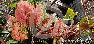 An ornamental plant with red and green leaves native to Indonesia Stock Photo
