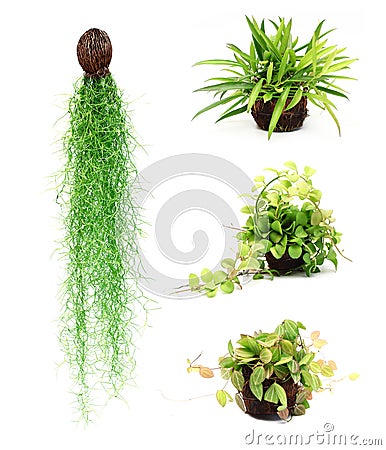 Ornamental plants Stock Photo