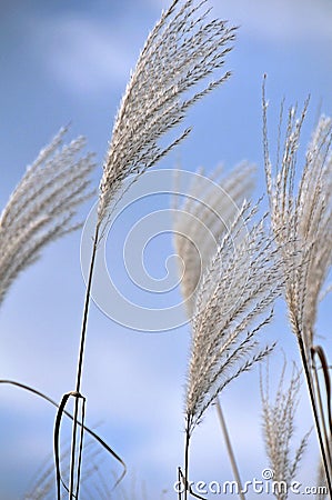 Ornamental plants Stock Photo