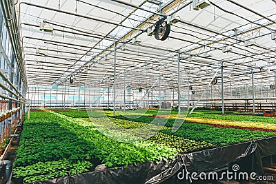 Ornamental plants and flowers grow for gardening in modern hydroponic greenhouse nursery or glasshouse, industrial horticulture Stock Photo