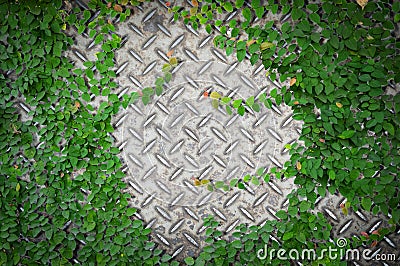 Ornamental plants or ivy or garden tree with old metal diamond plate or old checkered steel plate with rusty. Stock Photo