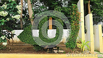 Ornamental plants such as white jasmine flowers and bonsai with trees Stock Photo