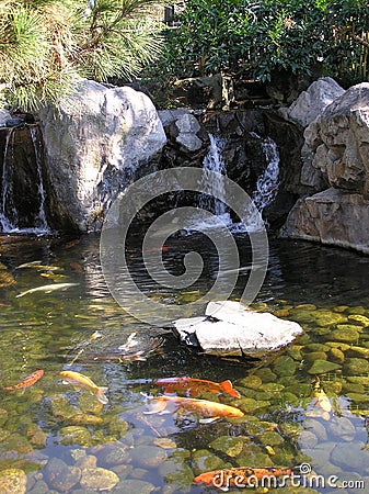 Ornamental Pond Stock Photo