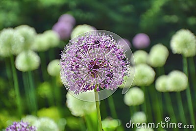 Ornamental purple Allium flower growing Stock Photo