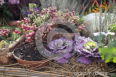 Ornamental purple brassica cauliflower Stock Photo