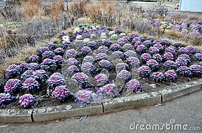 Ornamental purple cabbage on a flower bed in the shape of a large circle. Pizza slices are planted with purple biennial leaves and Stock Photo