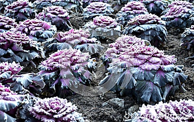 Ornamental purple cabbage on a flower bed in the shape of a large circle. Pizza slices are planted with purple biennial leaves and Stock Photo