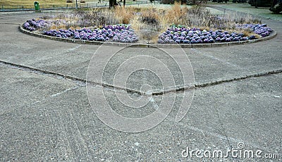 Ornamental purple cabbage on a flower bed in the shape of a large circle. Pizza slices are planted with purple biennial leaves and Stock Photo