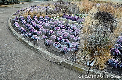 Ornamental purple cabbage on a flower bed in the shape of a large circle. Pizza slices are planted with purple biennial leaves and Stock Photo