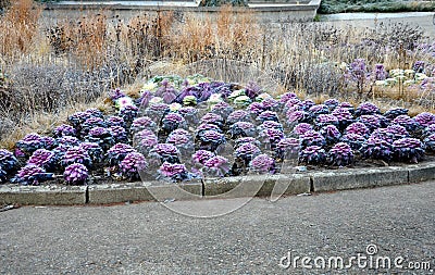Ornamental purple cabbage on a flower bed in the shape of a large circle. Pizza slices are planted with purple biennial leaves and Stock Photo