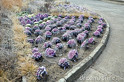 Ornamental purple cabbage on a flower bed in the shape of a large circle. Pizza slices are planted with purple biennial leaves and Stock Photo