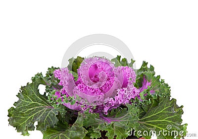 Ornamental Purple Kale or cabbage Stock Photo