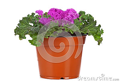 Ornamental Purple Kale or cabbage Stock Photo