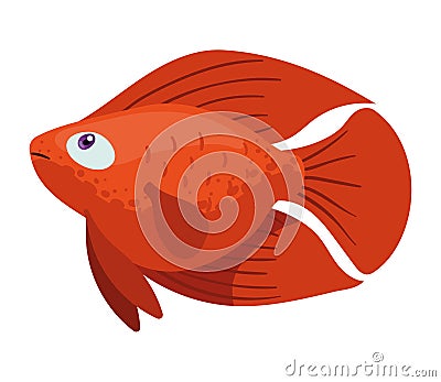 ornamental red fish swiming Vector Illustration