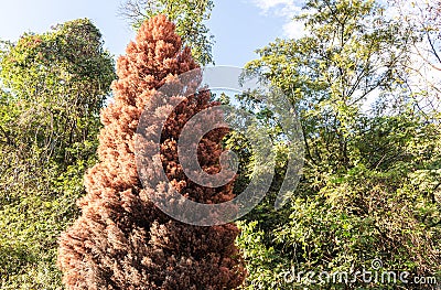 Ornamental red tree named Pinheiro do Brejo Taxodium distichum Stock Photo