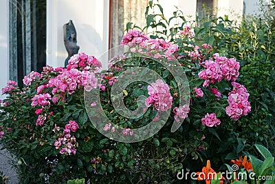 Ornamental rose `Marion`. Garden pink rose as an ornamental plant grown in the garden. Berlin, Germany Stock Photo