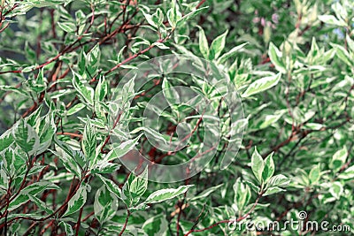 Ornamental shrub Derain White Elegantissima or Cornus alba Stock Photo