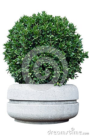 Ornamental shrub in a pot Stock Photo